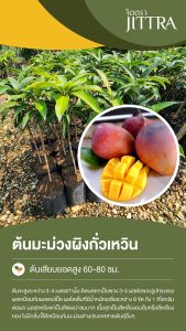 จิตตรา ต้นพันธุ์มะม่วงผิงกั่วเหวิน เสียบยอดสูง 60-80 ซม. ปลูกปีเดียวติดลูก พร้อมส่ง เครมฟรี ต้นพันธุ์ผลไม้ ต้นเตี้ย ผลดก
