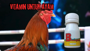 Vitamin B Kompleks kesehatan ayam burung 100 tablet ZEORFARM