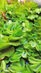 No.1 Shop ดอกจอกหูช้าง จอกหูยักษ์ จอกใหญ่ยักษ์ จอกหูช้าง 100กรัม พืชน้ำ ต้นไม้น้ำ เหมาะจัดตู้ปลา ประดับอ่างปลา ไม้น้ำประดับ