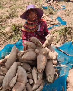 อิเหลืองน้อยแท้ 💥ท่อนพันธุ์มันสำปะหลัง 1 ลัง 100 ต้น ยาว 20 ซม. หัวโตยาว ดกแน่น สะสมน้ำหนักดี ผลผลิตคุ้ม