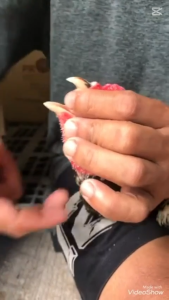 คอดอกไก่ชน มี 2 ขนาด 7 เม็ด 10 เม็ด