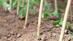 Natural Bamboo Trellis 24 Inches Tall Mininfa Garden Ladder Trellis Plant for Climbing Plants Vegetables Pots - 3 Pack