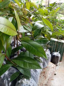 ต้นกล้ามังคุด ชุด 5ต้น