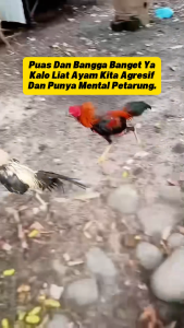 Ultimate Kamlang Thailand Import Suplemen / Vitamin Ayam Aduan Atau Ayam Laga Meningkatkan Mental Stamina Power Tadah Pukulan Nafas