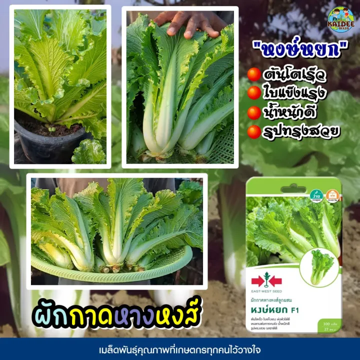 7 อันดับเมล็ดพันธุ์ผักสวนครัวยอดนิยมปลูกง่ายจากศรแดงและเจียไต๋ อัปเดตปี 2025