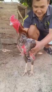 สร้างกล้ามเนื้อ เนื้อแน่น แข็งแรง กล้ามโต เยื้อแน่น เพชรดำกล้ามโตเนื้อแน่น กล้ามแน่น จำนวน2กระปุก เพิ่มกล้ามเนื้อ เพื่อเก็บสะสมพลังงาน อาหารบำรุงไก่ชน