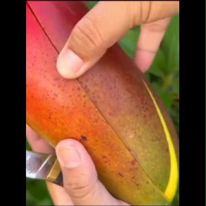 Bibit Tanaman Mangga Red Ivory Super