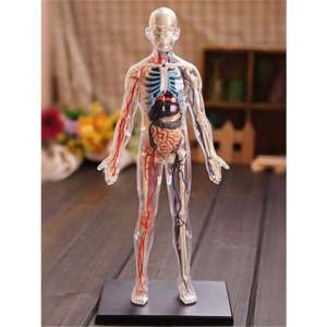 Educational 3D Medical Bone Structure Model Kit Organs Dissection Intermediate Biology Human Body Frame Childrens Toy