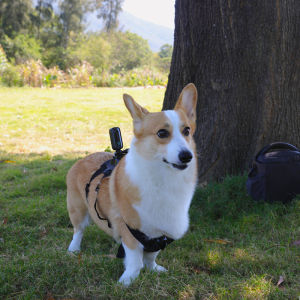 SJCAM อุปกรณ์เสริมกล้องกีฬา - สายจูงสุนัข สายจูงแมว สายจูงสัตว์เลี้ยง การติดตามการเคลื่อนไหวของสัตว์เลี้ยง