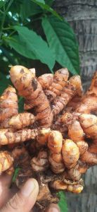 Kunyit Organik Fresh 1 kg | Kunir Seger | Kunyit Kuning Seger | Kunyit Obat Lambung | Kunir
