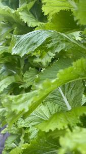 dinh dưỡng trồng rau khí canh thủy canh cho rau ăn lá và ăn quả ( 2 lít )