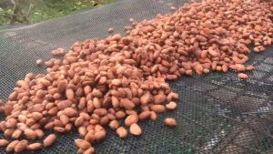 Cocoa Husk Tea  100% - เปลือกโกโก้ (กะลาโกโก้) เพื่อสุขภาพ สำหรับทำชา ประกอบอาหารหรือตกแต่ง เปลือกโกโก้ คือ เปลือกโกโก้ คุณสมบัติ - Lazada