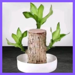 Bahan Bonsai Brazilian Wood panjang 10cm diamter 6cm