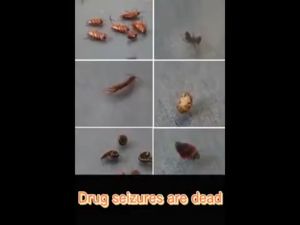 500ML Surot Killer Spray: A Legit Bed Bug Solution