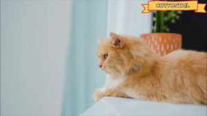 Makanan Basah Kucing Premium Animalnco Ocean Fish 400gr Makanan kucing kaleng bkn life cat/ori cat/meo kaleng 400gr