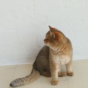 JINGLEBELL Mainan Kucing Tongkat Tail Cat Stick 毛虫尾巴逗猫棒两节伸缩杆