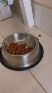 HAYYLIFE Tempat Piring Pakan Anjing Kucing Dispenser Minum Otomatis Hewan Peliharaan Pet Feeder Plate 3 in 1 HL-HBA763