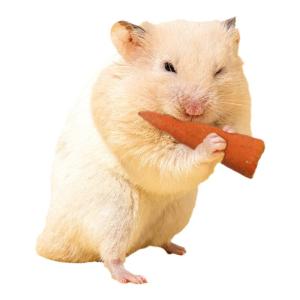 VOA | Rabbit Hamster Chew Toy Snack Carrot Chew Biscuit
