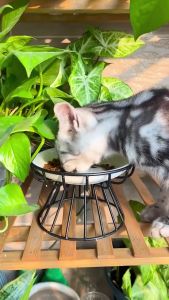 Ceramic Elevated Pet Bowl Plate With 2 Colors Stand Dog Food Water Feeder Pet Supplies