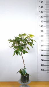 Cây Giống Nhãn Long Phụng Châu - Trái To Cơm Dày Hạt Nhỏ - Thơm Ngon - Dễ Chăm - Cây Giống Vân Anh