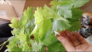 BIBIT ANGGUR IMPORT ANGELICA SIAP TANAM