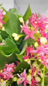 {Hàng chính hãng} Tã quần ENTERONE SONIC siz L 50miếng bỉm siêu mỏng thấm nhanh chống hăm khử mùi {1 gói}