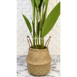 Pohon Hias Daun Pisangan Heliconia & Bunga Bird Of Paradise T165