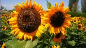 Hạt giống hoa hướng dương hoa vàng cắt cành - 30 hat/gói