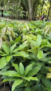 Paket 2 Bibit Buah Mangga Manalagi