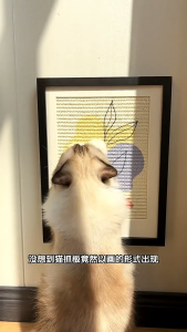 "Local Stock"Sisal Cat Scratching Board Home Decor Cat Wall Scratcher decorative painting