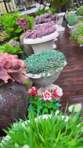 Roman-Style Succulent Pot: A Comprehensive Guide