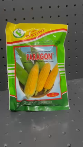 Benih Jagung Manis Hibrida f1 PARAGON
