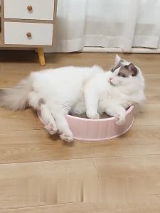 เล็บแมว ขนาดใหญ่ ที่ฝนเล็บแมว หรือที่ลับเล็บแมว