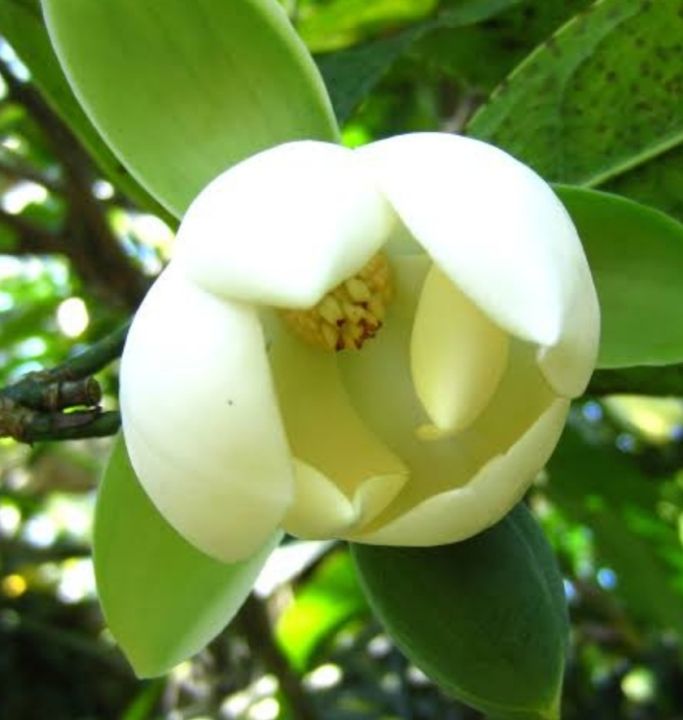 Magnolia Coco champaka fragrant | Lazada PH