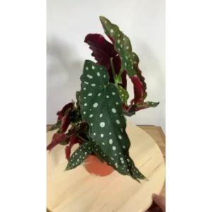 [Live Plant] CVF Begonia Maculata |  Exotic Live Plants | Collector Plant | 鳟鱼秋海棠