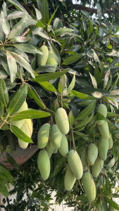 ตะกร้อสอยผลไม้ PVC พร้อมใบมีด ขนาดมีด 6x1 ซม.