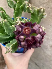 Echeveria 'Claudia' Rose Succulent 克罗地亚玫瑰多肉植物 | Lazada