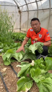 เมล็ดพันธุ์ ผักกาดเขียวปลีหยกเพชร (ถุงใหญ่)