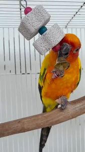 ก้อนแคลเซียมนก ของเล่นขัดฟันนกแก้ว สำหรับลับจะงอยปาก เสริมสร้างแร่ธาติแคลเซี่ยมที่จำเป็นสำหรับนก ของเล่นนก