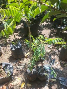 bibit buah cermei import - cermai - cereme import super manis