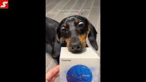 Cheerble Wicked Ball Air Interactive Dog Toy