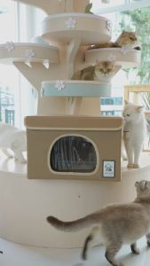 IGLOO PET HOUSE 🐱บ้านเย็นสำหรับสัตว์เลี้ยง ไซส์ S 🐱เหมาะสำหรับทุกฤดูกาล ระบายอากาศร้อนได้ดี ❄️ เย็นสบาย❄️