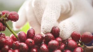 Hộp  240G/ 255G - 10 Gói 24G/ 15 Gói 17G Cafe - Cà Phê Sữa Đá Tươi Mới Ông Bầu – NUTIFOOD – YOOSOO