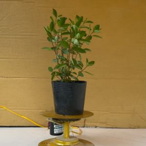 Cây Kim Đồng (Hoa Vàng) Cây Mai Nhật - Cây Cảnh Sân Vườn