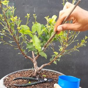 วีว่า เร่งการเจริญเติปโต ฟื้นฟูต้นไม้ทรุทโทรม หรือโตช้า มีสองขนาดให้เลือก ขนาดบรรจุ 100 ซีซี และ 500 ซีซี