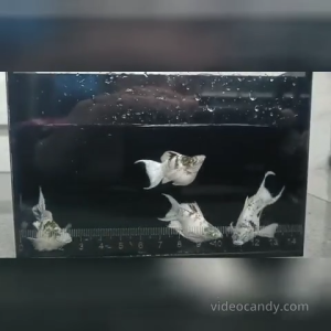 Zebra Diamond Eyes Molly Fish Ikan Molly  (1Pairs=1pcs Female + 1 Pcs Male) Ready Stock