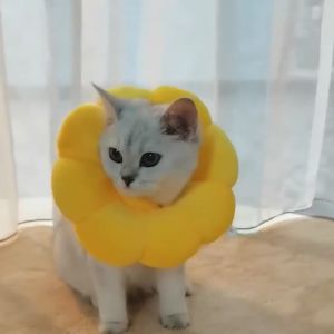 ปลอกคอกันเลีย คอลล่ากันเลีย ปลอกคอโดนัท คอลล่า ปลอกคอทานตะวัน คอลล่าแมว ปลอกคอสัตว์เลี้ยง ป้องกันการเลียแผลนุ่มนิ่มใส่สบาย