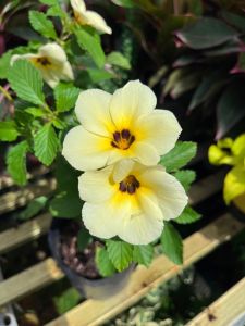 Cây Hoa Dừa Kem (cao 20cm) cây cảnh trồng sân vườn sai hoa nở hoa quanh năm dễ trồng Vườn Của An