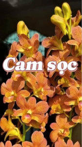 HOA LAN DENRO CAM SỌC