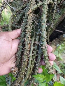 Brotowali batrawali segar bugar 150 gram siap kirim